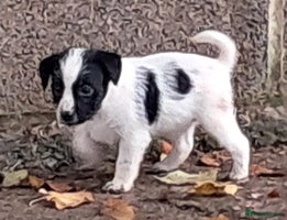 Jack Russell dogs - Advert 11