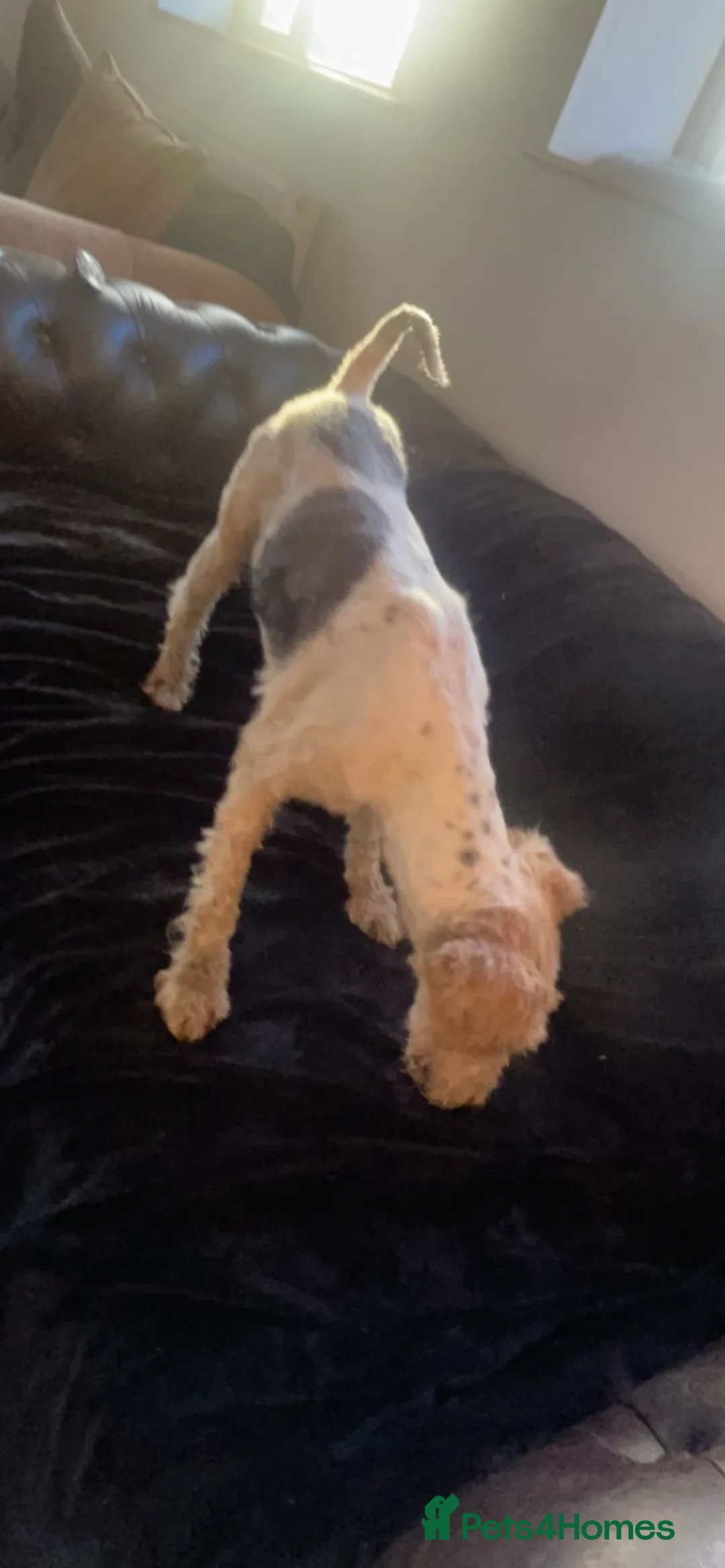 Fox Terrier dogs for stud: (TEDDY) Wire haired, fox terrier for STUD in Uttoxeter - Advert 2