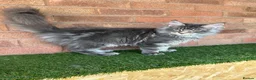Maine Coon cats for sale: Maine Coon  in Walsall - Advert 3
