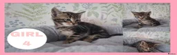 Mixed Breed cats for sale: 4 stunning female kittens for sale  - Advert 2