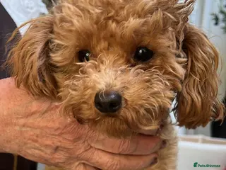 Toy Poodle dogs 🧸Beautiful toy/asian poodle puppies 🧸 - Advert 6