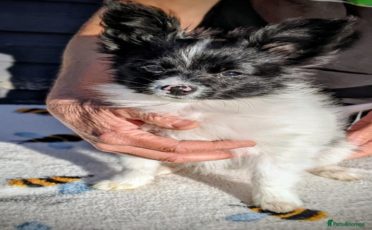 Papillon dogs - Advert 1