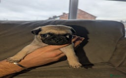 Pug dogs for sale: Pug puppies  - Image 16