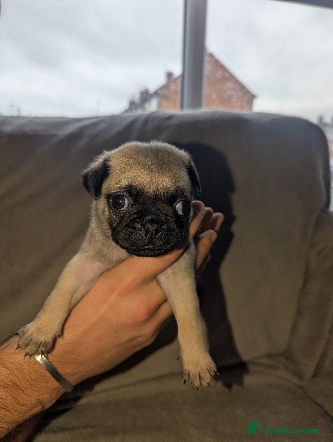Pug dogs for sale: Pug puppies  - Image 16