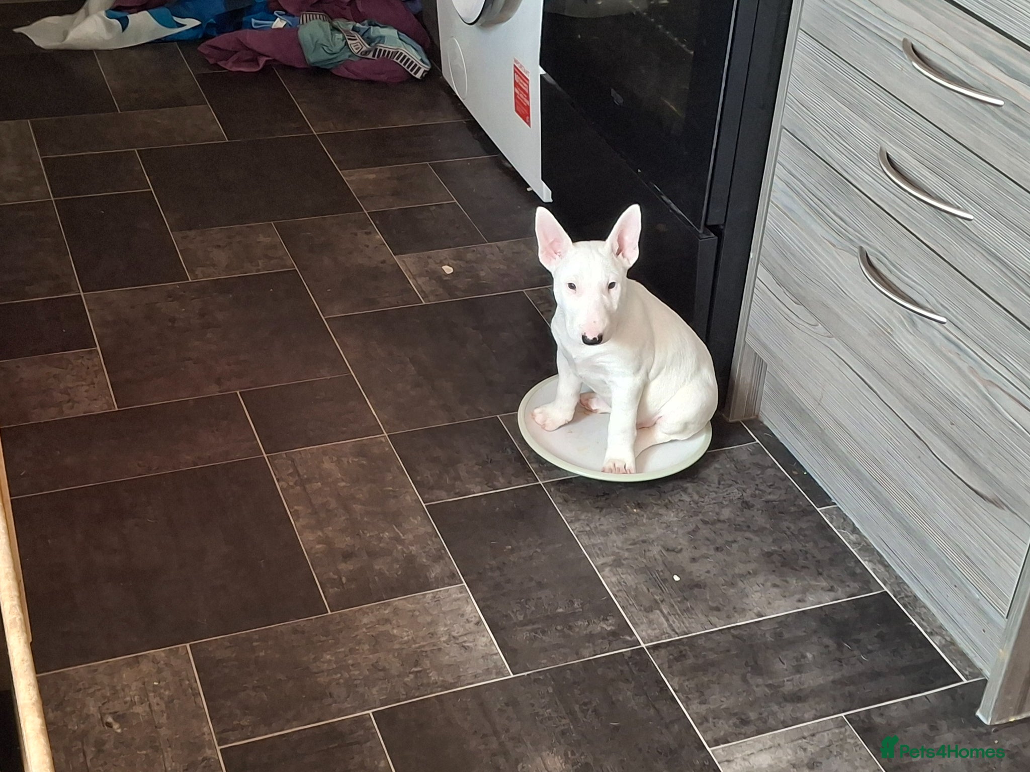 Miniature Bull terrier dogs Mini Bull terriers  - Advert 2