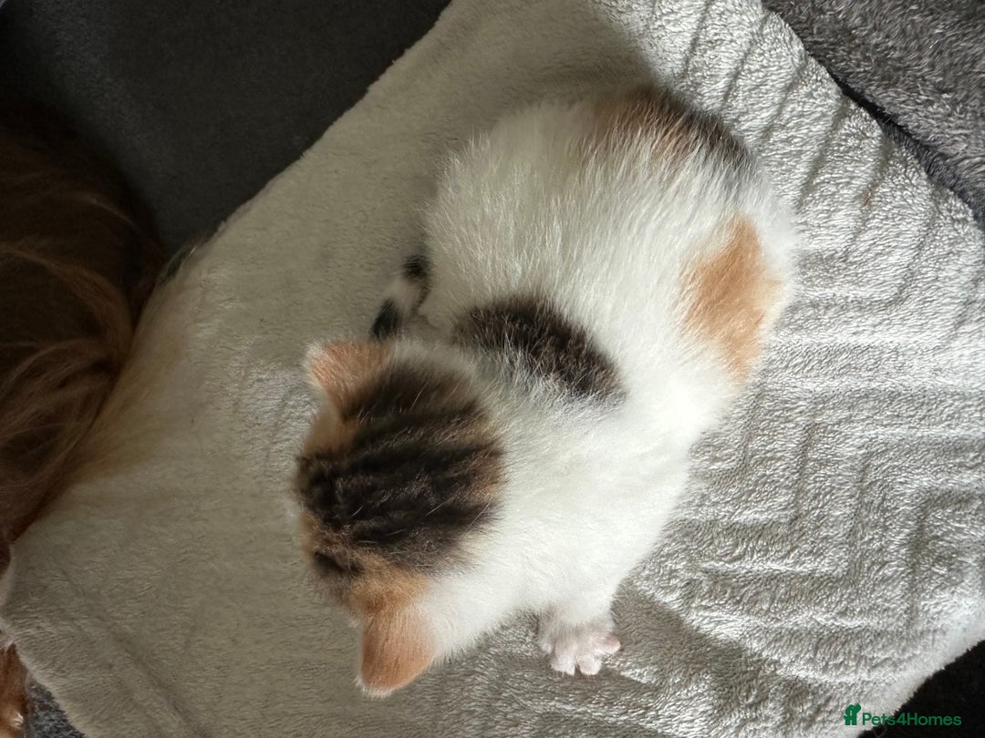 Mixed Breed cats for sale: Beautiful kittens  - Image 14