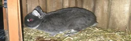 Netherland Dwarf rabbits for sale: Netherland dwarf kits *read ad* - Advert 6