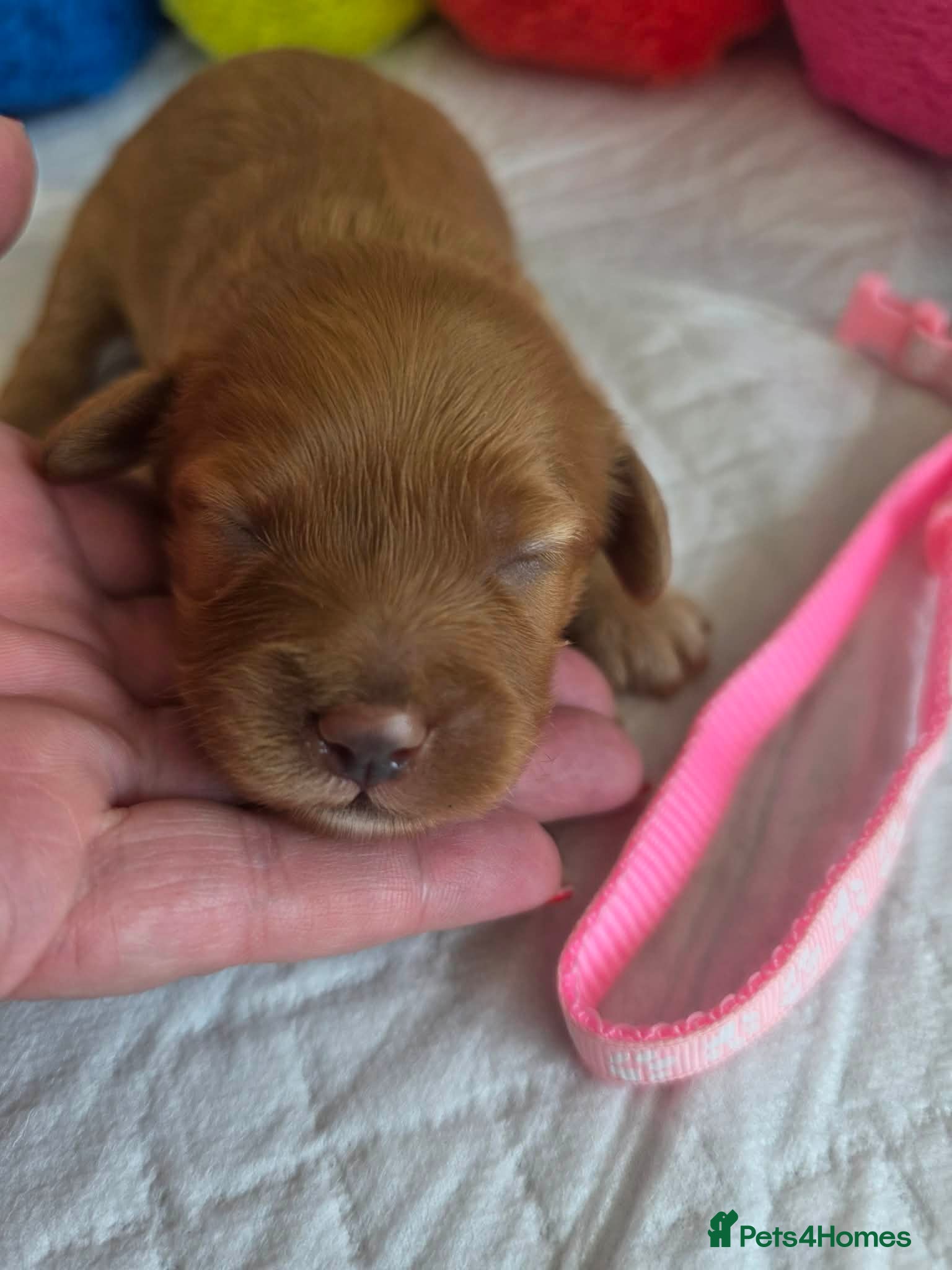 Cavapoo dogs 💗⭐Gorgeous Cavapoo Girls ⭐💗 - Advert 2