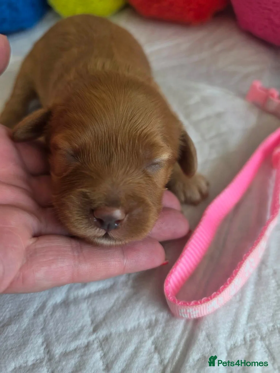 Cavapoo dogs for sale: 💗⭐Gorgeous Cavapoo Girls ⭐💗 - Advert 2