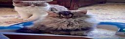 Selkirk Rex cats for sale: Gorgeous pure breed Selkirk rex kittens 😻 - Advert 7