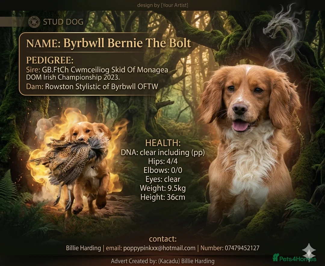Cocker Spaniel dogs for stud: FTCH X OFTW health tested stud - Advert 1