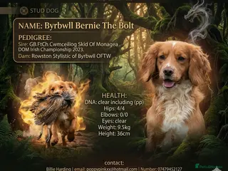 Cocker Spaniel dogs FTCH X OFTW health tested stud - Advert 19