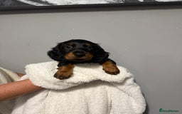Miniature Dachshund dogs for sale: Mini dachshunds  - Image 5