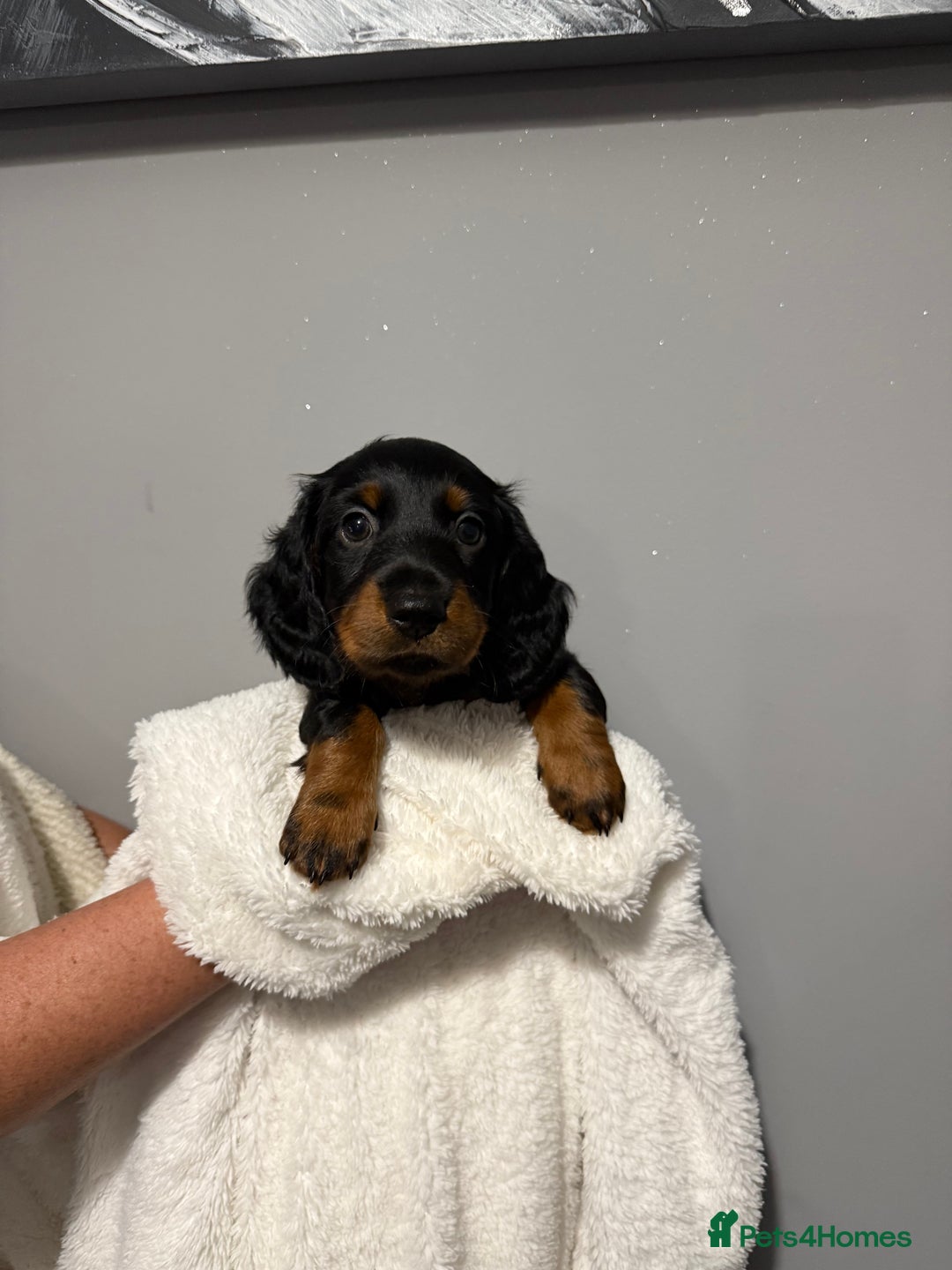 Miniature Dachshund dogs for sale: Mini dachshunds  - Image 5