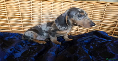 Miniature Dachshund dogs - Advert 1
