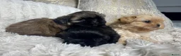 Shih Tzu dogs for sale: Imperial Shih Tzu puppies  in Derby - Advert 9