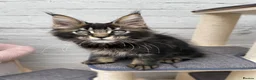 Maine Coon cats for sale: TICA pedigree Stunning Maine coon kittens  - Advert 5