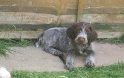 German Wirehaired Pointer dogs for sale: Beautiful Gwps puppies - Image 14