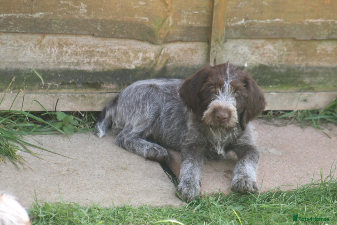 German Wirehaired Pointer dogs for sale: Beautiful Gwps puppies - Image 14