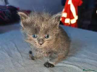 Mixed Breed cats Mixed breed kittens - Advert 9
