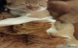 Domestic Shorthair cats for sale: GINGER KITTENS £150 EACH - Image 7