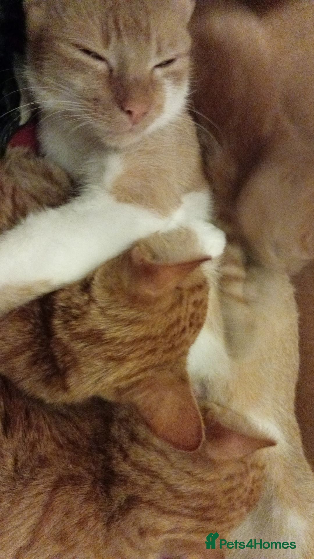 Domestic Shorthair cats for sale: GINGER KITTENS £150 EACH - Image 7