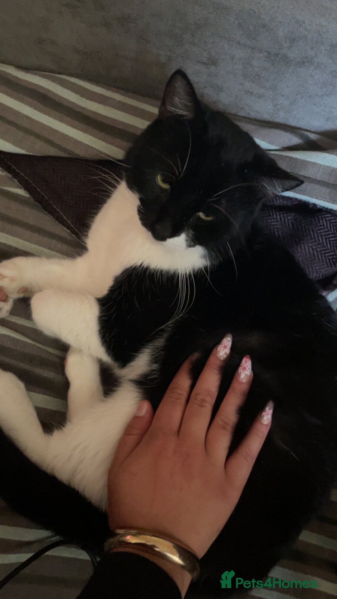 Mixed Breed cats for sale: Mixed breed black and white kitten  - Image 3