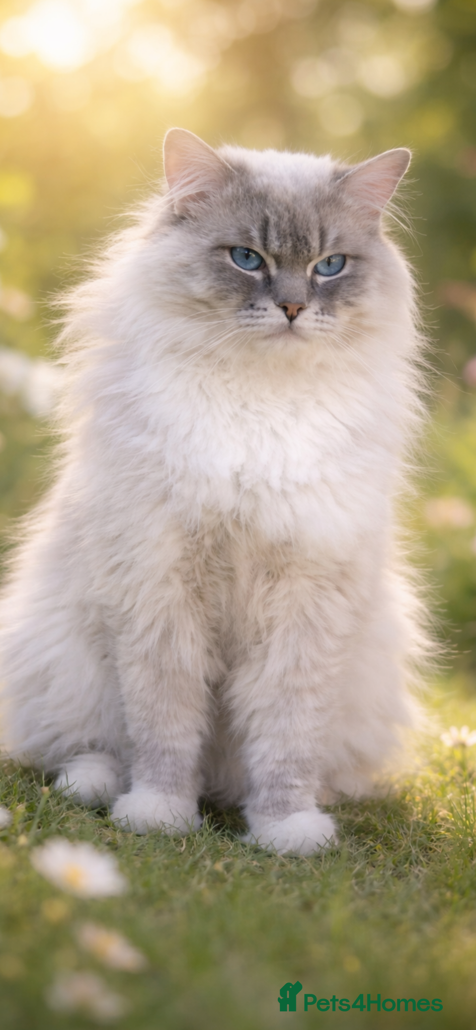 Ragdoll cats GCCF reg Active Blue Tabby stud - Advert 7