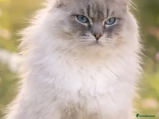 Ragdoll cats GCCF reg Active Blue Tabby stud - Advert 7