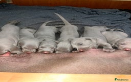Weimaraner dogs for sale: Weimaraner litter - Image 17