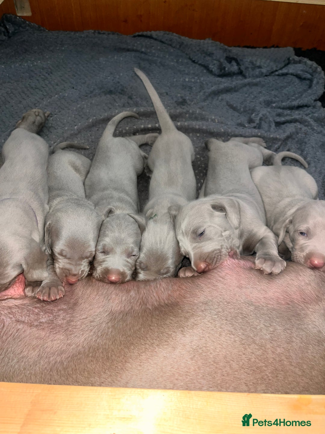 Weimaraner dogs for sale: Weimaraner litter - Image 17