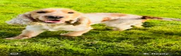 Cocker Spaniel dogs for sale: KC/ Healthtested parents. Showtype cockerspaniel🌸 - Advert 18