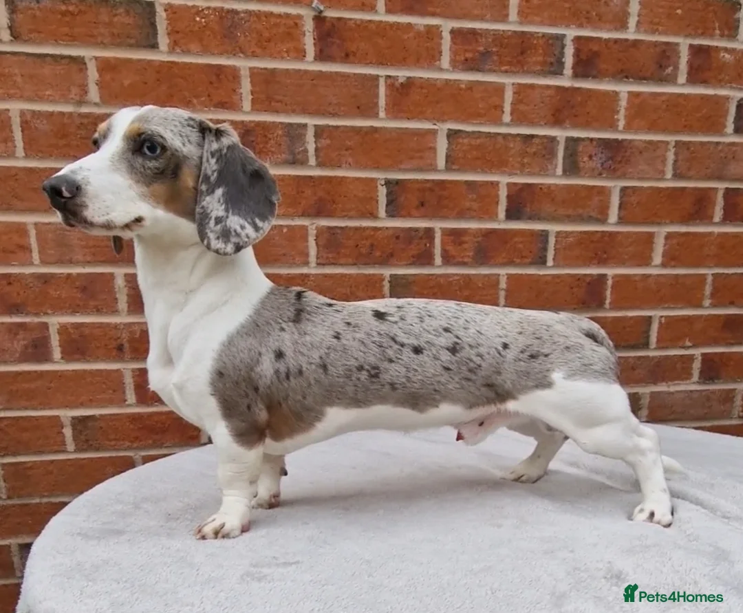 Miniature Dachshund dogs for stud: BLUE DAPPLE PIEBALD STUD CARRYING LONG HAIR CHOCO in Liverpool - Advert 4