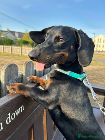 Miniature Dachshund dogs Harry 10 month old dachshund - Advert 2