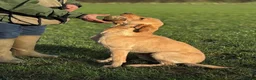 Labrador Retriever dogs for sale: SHAEDS OF YELLOW TO FOXRED - Advert 16