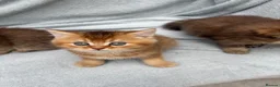 British Shorthair cats for sale: Pedigree golden kittens - black golden & chocolate - Advert 16