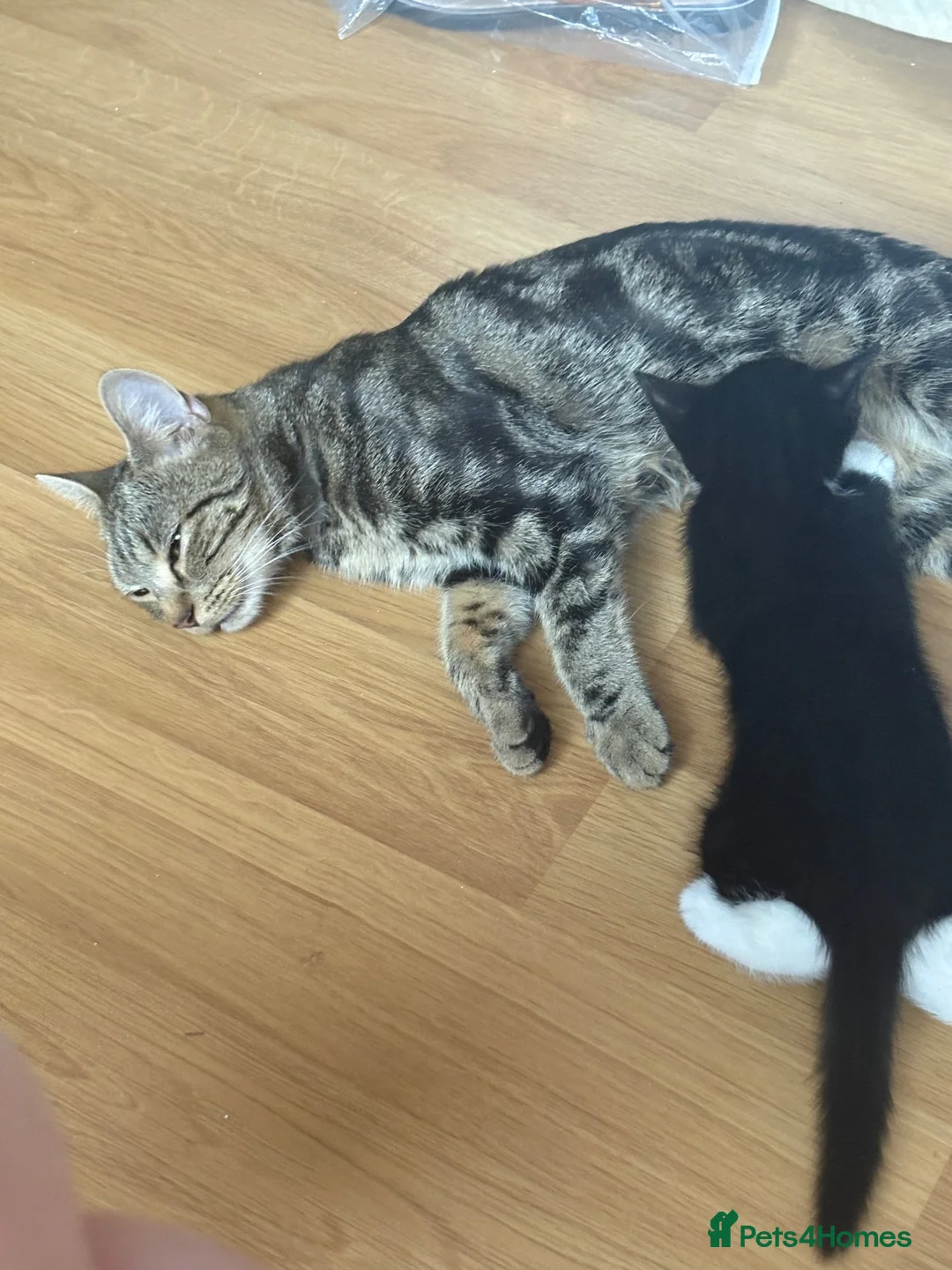 Mixed Breed cats for sale: 4 healthy kittens  - Advert 1