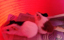 Guinea Pig rodents for sale: Baby females and two adult female  - Image 5