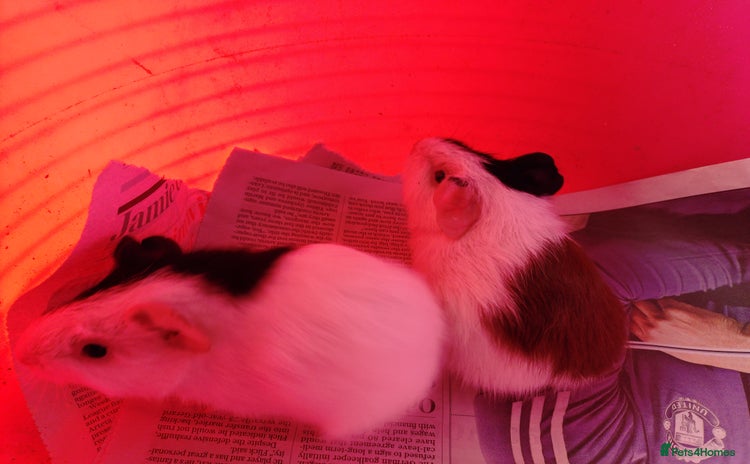 Guinea Pig rodents - Advert 16