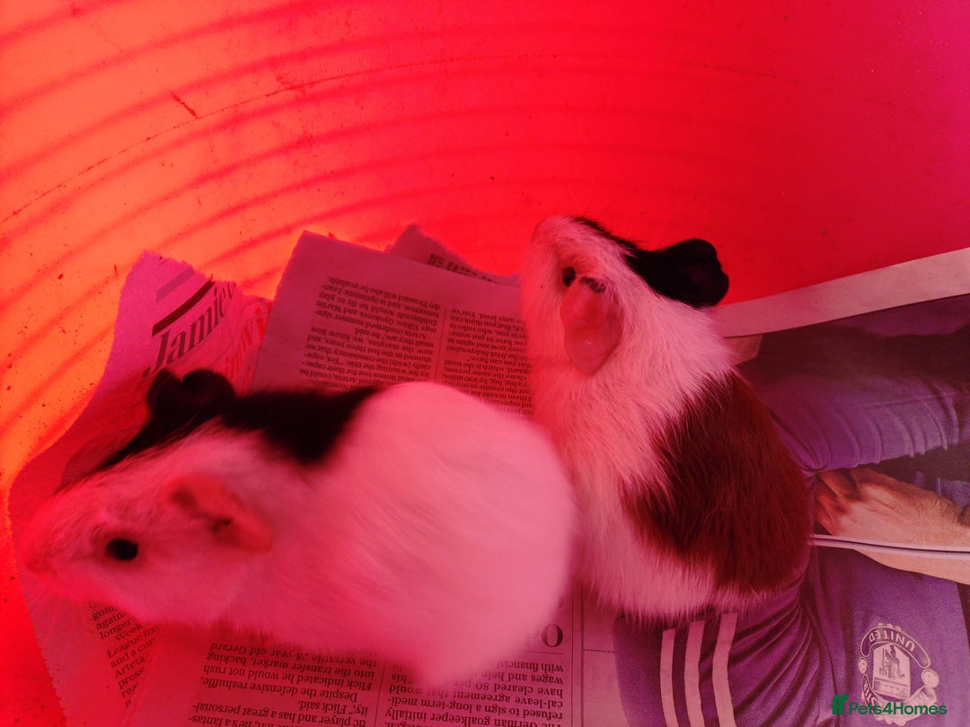 Guinea Pig rodents for sale: Baby females and two adult female  - Image 5