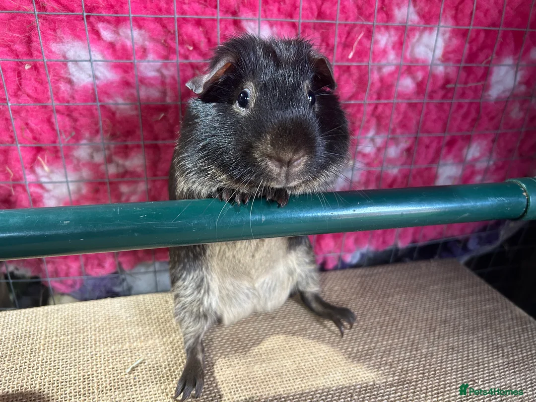 Guinea Pig rodents for sale: Guinea pigs mixed breeds 6 weeks old ready now - Advert 7