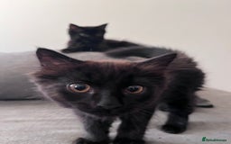 Ragdoll cats for sale: 🏡 Loving Homes Needed - Image 5