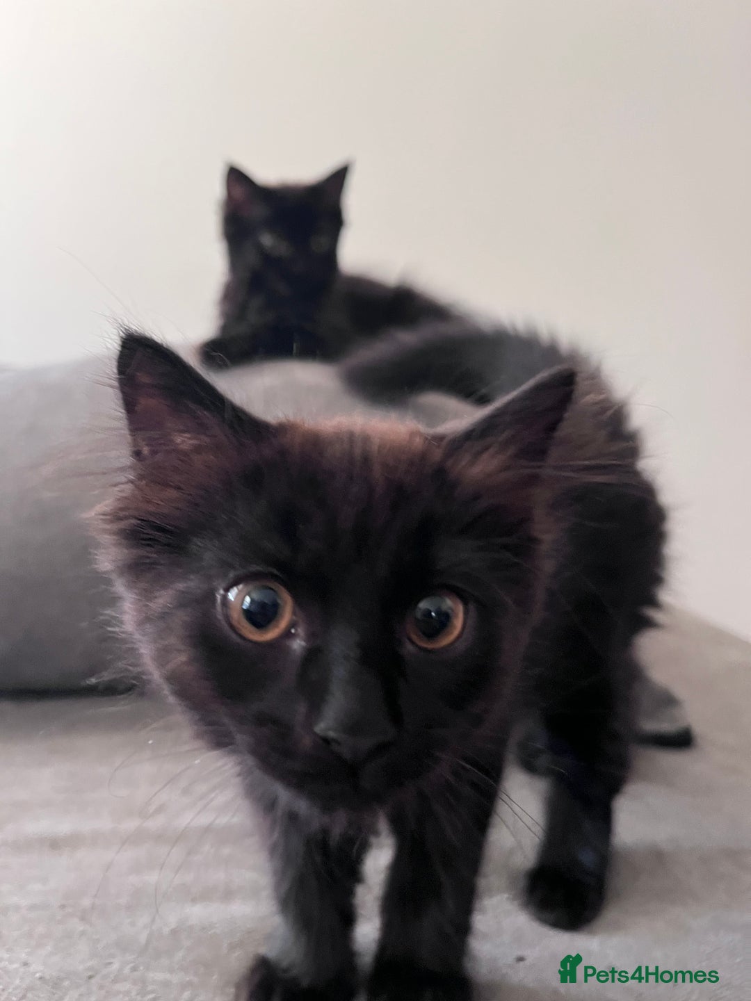 Ragdoll cats for sale: 🏡 Loving Homes Needed - Image 5