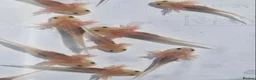 Axolotl reptiles for sale: Baby albino axolotls  - Advert 2