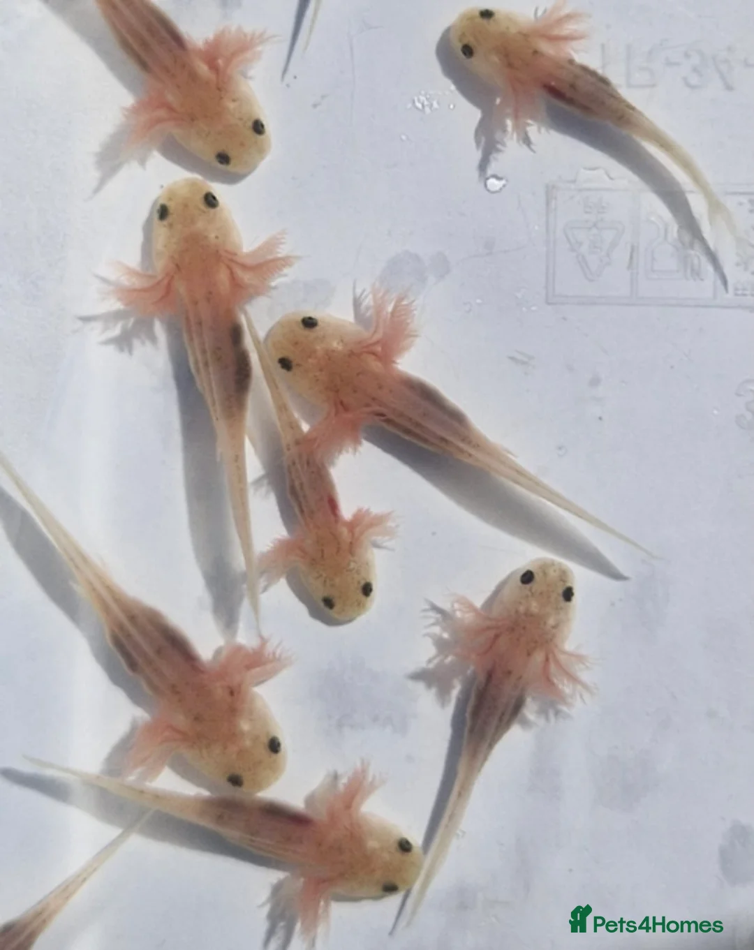 Axolotl reptiles for sale: Baby albino axolotls  - Advert 2