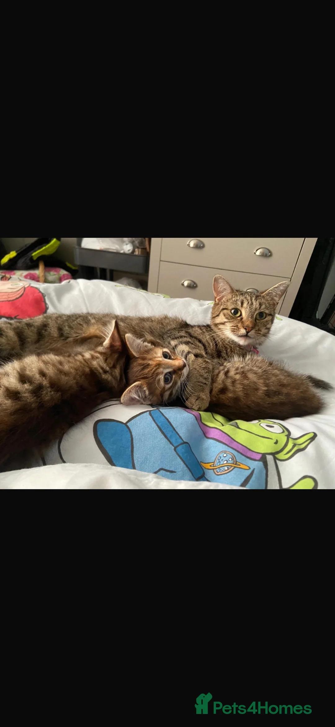 British Shorthair cats for sale: British short hair kittens - Advert 1