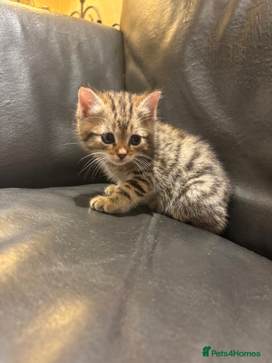 Mixed Breed cats for sale: 4 Persian chinchilla mix breed kittens  - Image 10