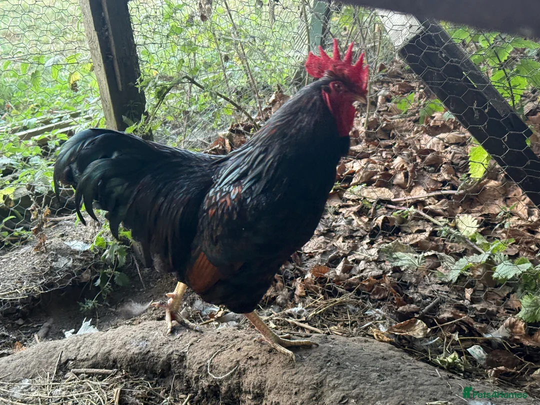 Chickens poultry for sale: Trio of double laced barnevelders - Advert 4