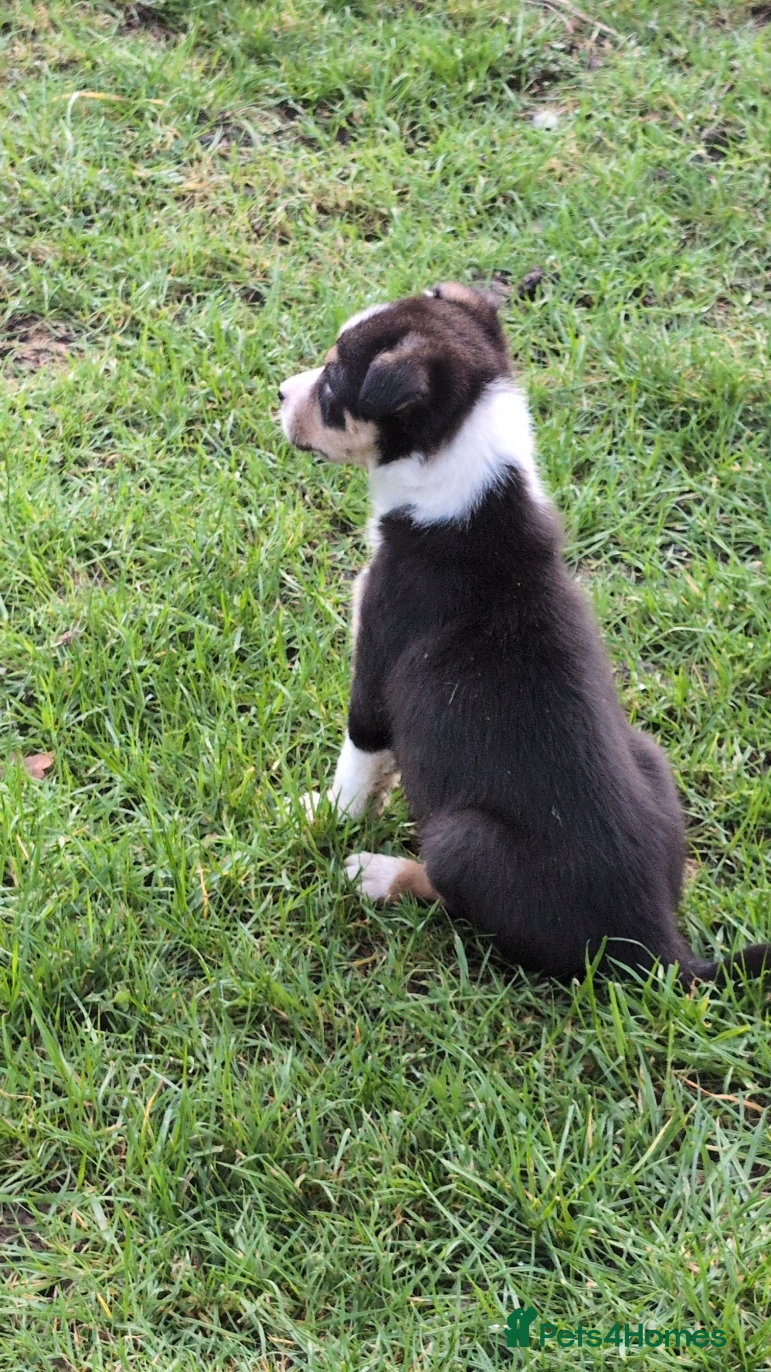 Border Collie dogs Traditional farm bred collies - Advert 4