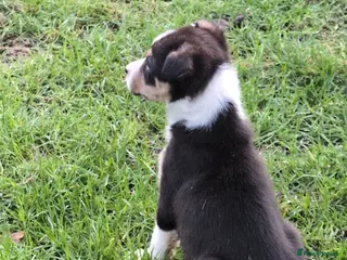 Border Collie dogs Traditional farm bred collies - Advert 4